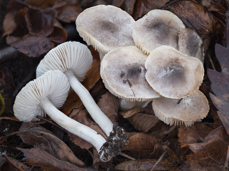 Tricholoma scalpturatum